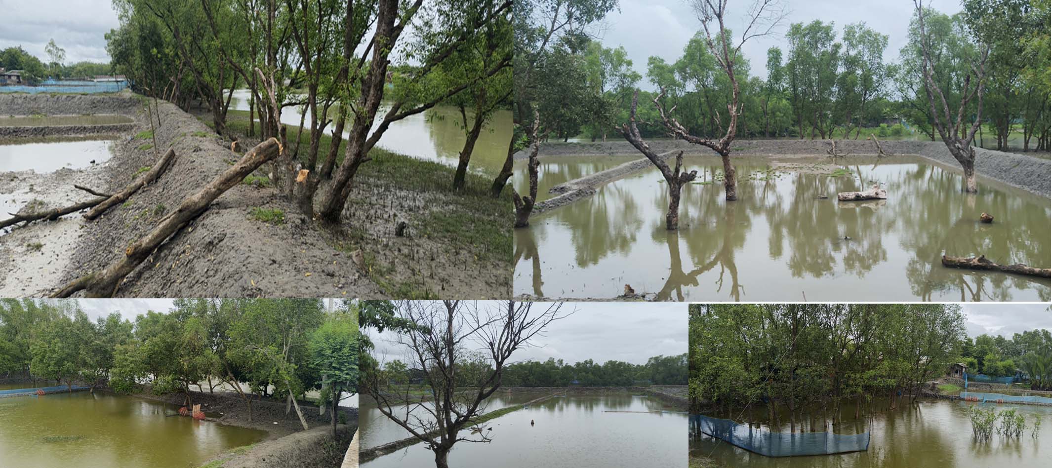 শ্যামনগরে নদীর চর দখল করে মৎস্য ঘেরের হিড়িক, ধ্বংস হচ্ছে বনায়ন