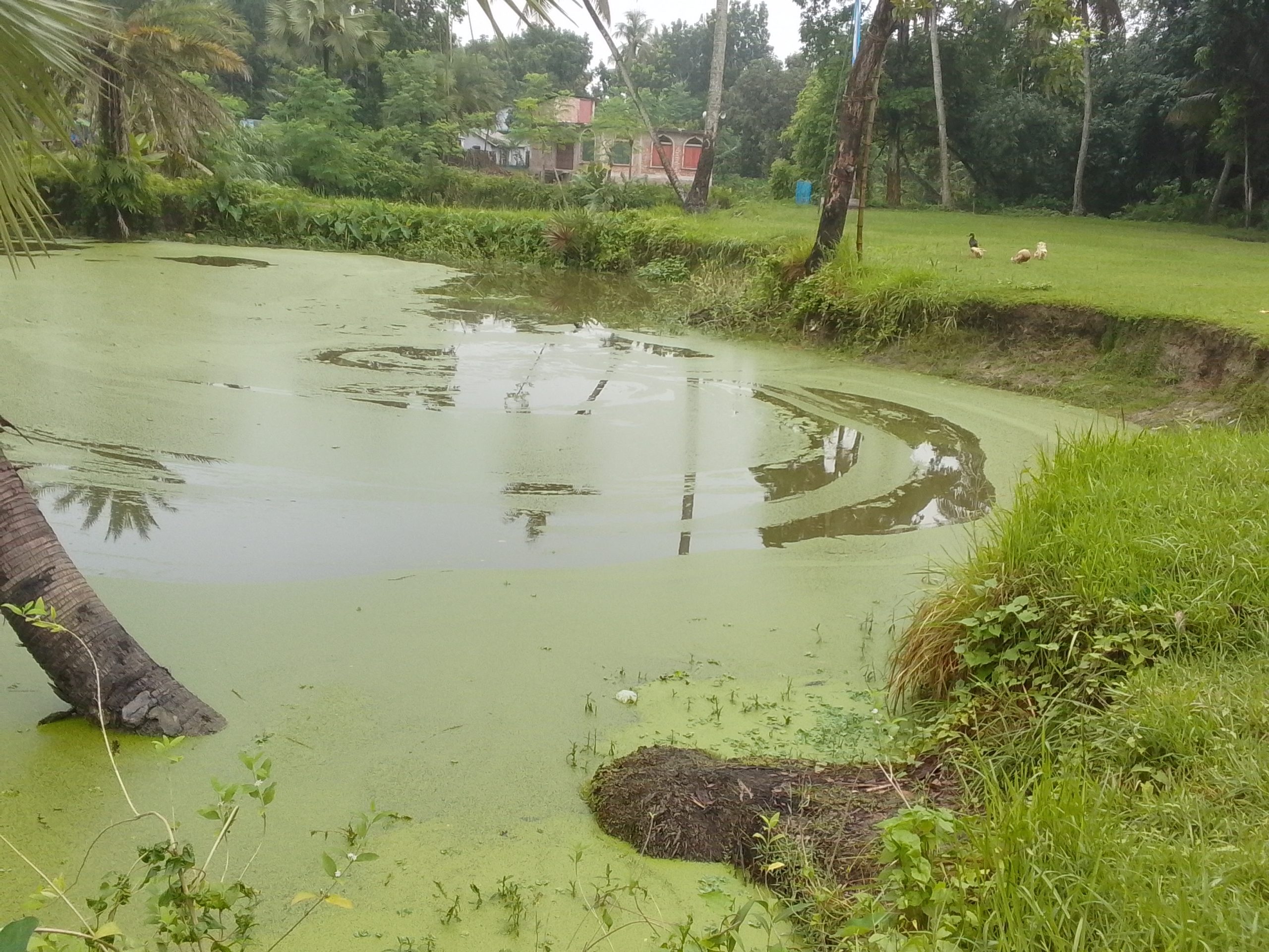 তালার বলরামপুর সরকারি প্রাথমিক বিদ্যালয়ের মাঠ খেলাধুলার অনুপোযোগী, সংষ্কার দাবি