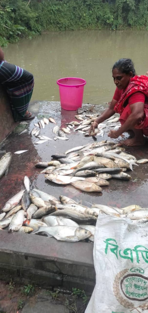 নুনগোলায় রাতের আঁধারে পুকুরে বিষ দিয়ে মাছ লুট