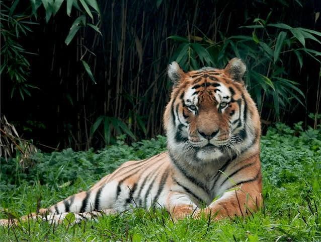 জলবায়ু পরিবর্তন ও খাদ্যসংকটে সুন্দরবনের বাঘ