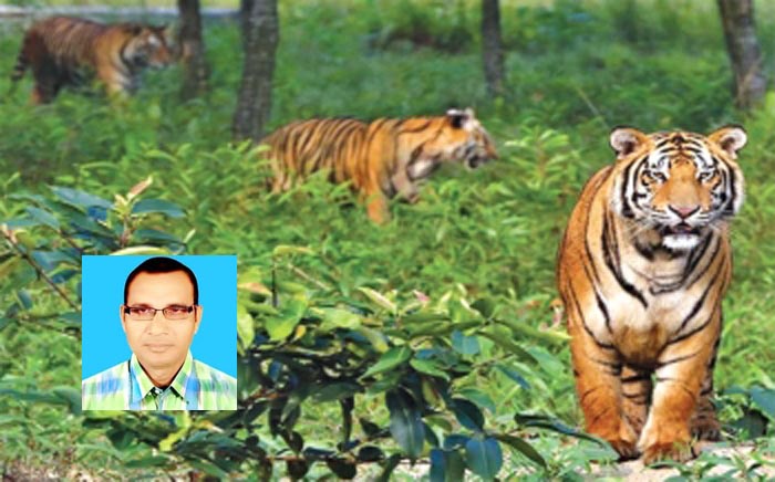 রয়্যাল বেঙ্গল টাইগারের শেষ আশ্রয়স্থল সুন্দরবন