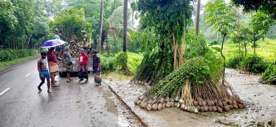 বর্ষায় পাইকগাছায় নার্সারিতে গাছের চারা বিক্রির ধুম পড়েছে