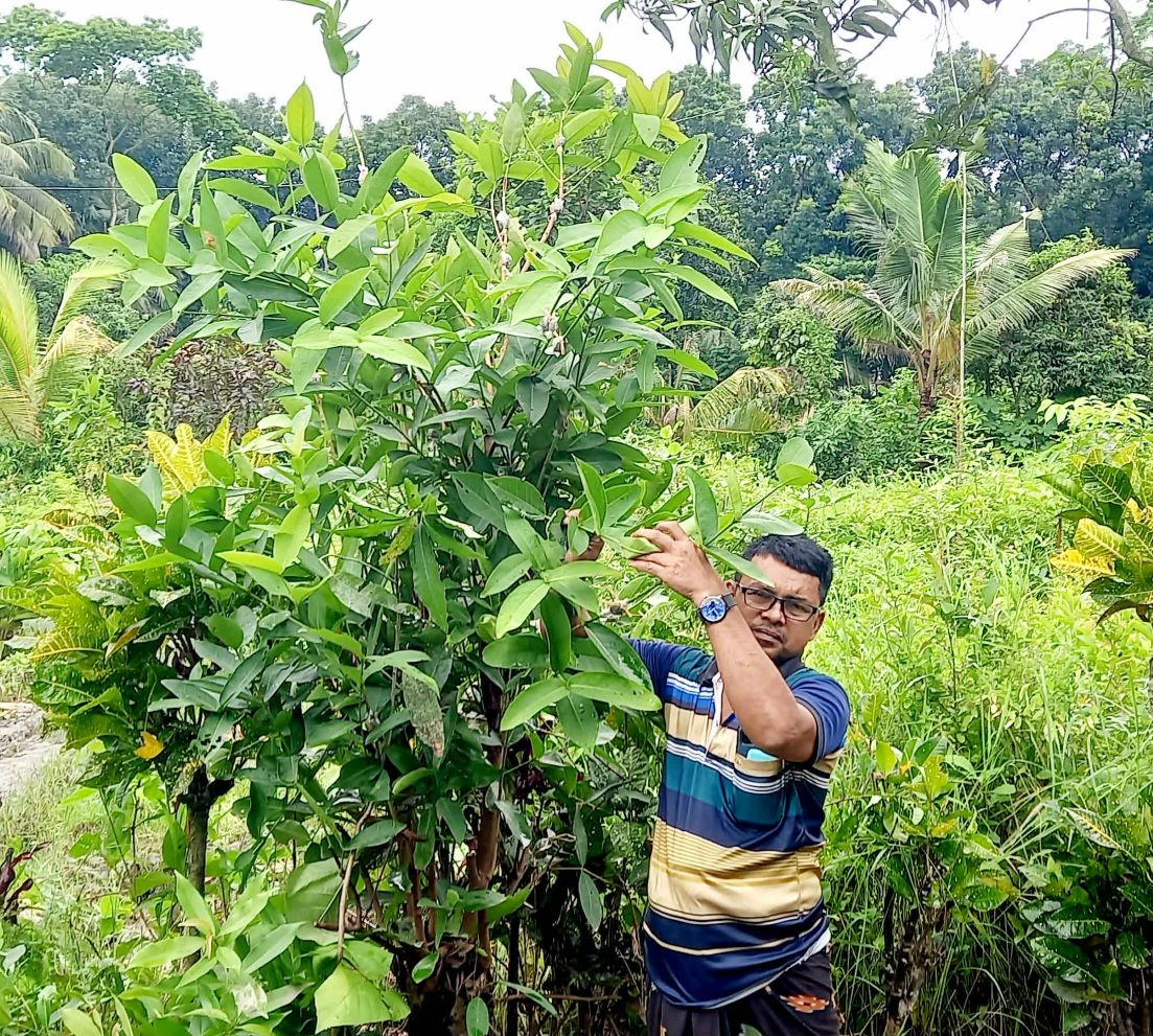 পাইকগাছায় নার্সারীতে গুটি কলম তৈরিতে ব্যস্ত শ্রমিক
