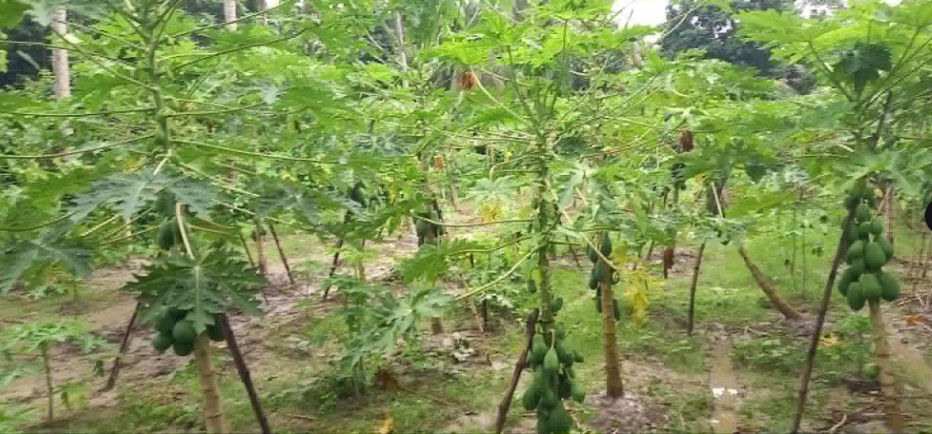 পাইকগাছায় পেঁপে চাষ করে লাভবান হচ্ছেন কৃষক