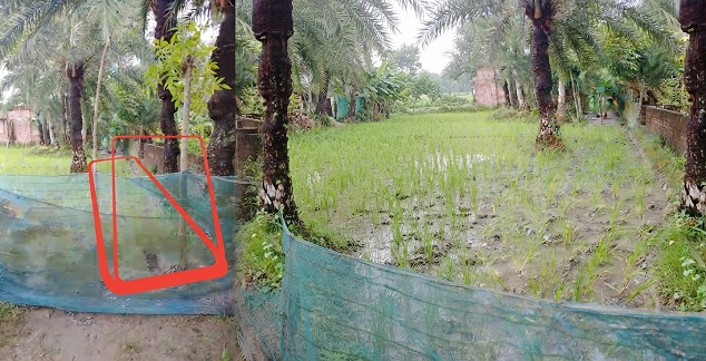শ্যামনগরে যাতায়াতের পথ দখল করে ধান রোপণের অভিযোগ