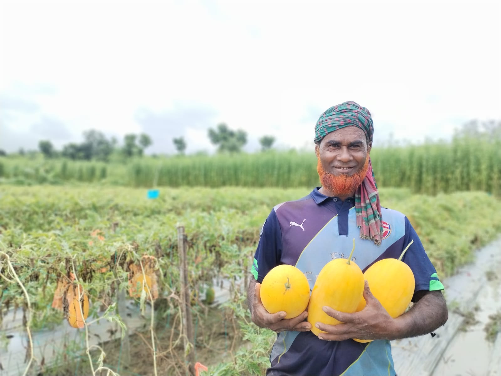 অসময়ে হলুদ তরমুজ চাষে স্বাবলম্বী সাতক্ষীরার কৃষকেরা