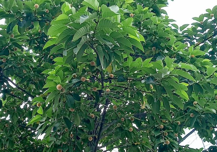 পাইকগাছায় বিলুপ্তির পথে বর্ষার কদম ফুল