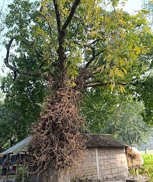 কালের সাক্ষী হয়ে দাঁড়িয়ে আছে ১৫০ বছরের নাগেশ্বরী গাছ