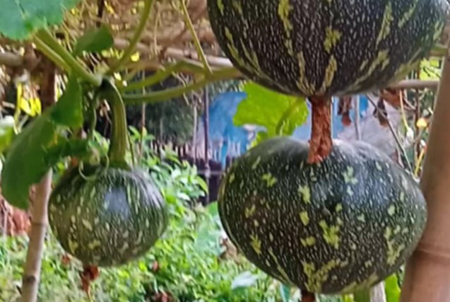 মৎস্য ঘেরের আইলে সবজি চাষে সাফল্য পাচ্ছেন তালার কৃষকেরা