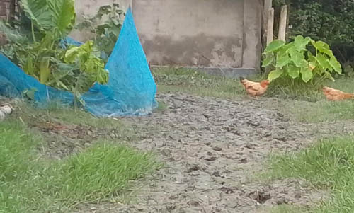 তালার বাগডাঙ্গায় প্রায় এক কিলোমিটার রাস্তা চলাচলের অনুপোযোগী