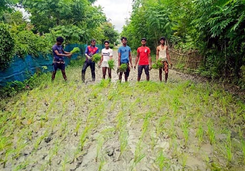 শ্যামনগরে রাস্তা সংস্কার না হওয়ায় ধান রোপন করে প্রতিবাদ