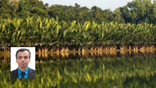পরিবেশের ভারসাম্য রক্ষায় সাতক্ষীরার সুন্দরবন