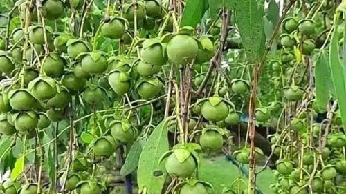 সুন্দরবনের কেওড়া ফল উপকূলীয় অর্থনীতিতে নতুন সম্ভাবনা