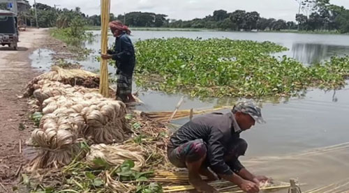 শার্শা ও বেনাপোলে চলতি মৌসুমে পাটের বাম্পার ফলন