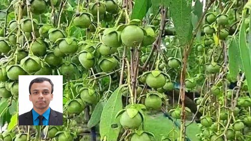 সংস্কৃতি, অর্থনীতি, চিংড়ি শিল্পের ক্ষেত্রে সম্ভাবনার জেলা সাতক্ষীরা