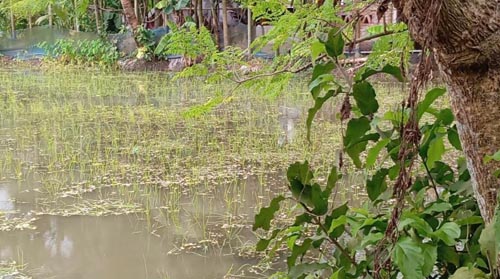সাতক্ষীরায় সম্পত্তির জেরে বৃদ্ধ পিতার উপর পুত্রের হামলার অভিযোগ