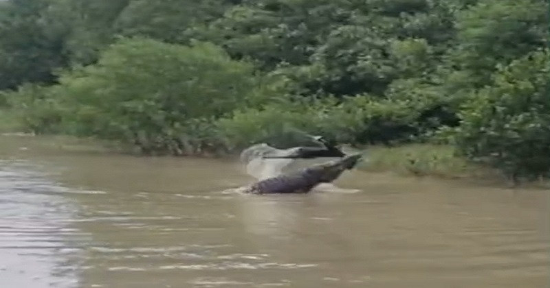 সুন্দরবনে লোকালয় থেকে ছাগল ধরে খেল বিশাল কুমির