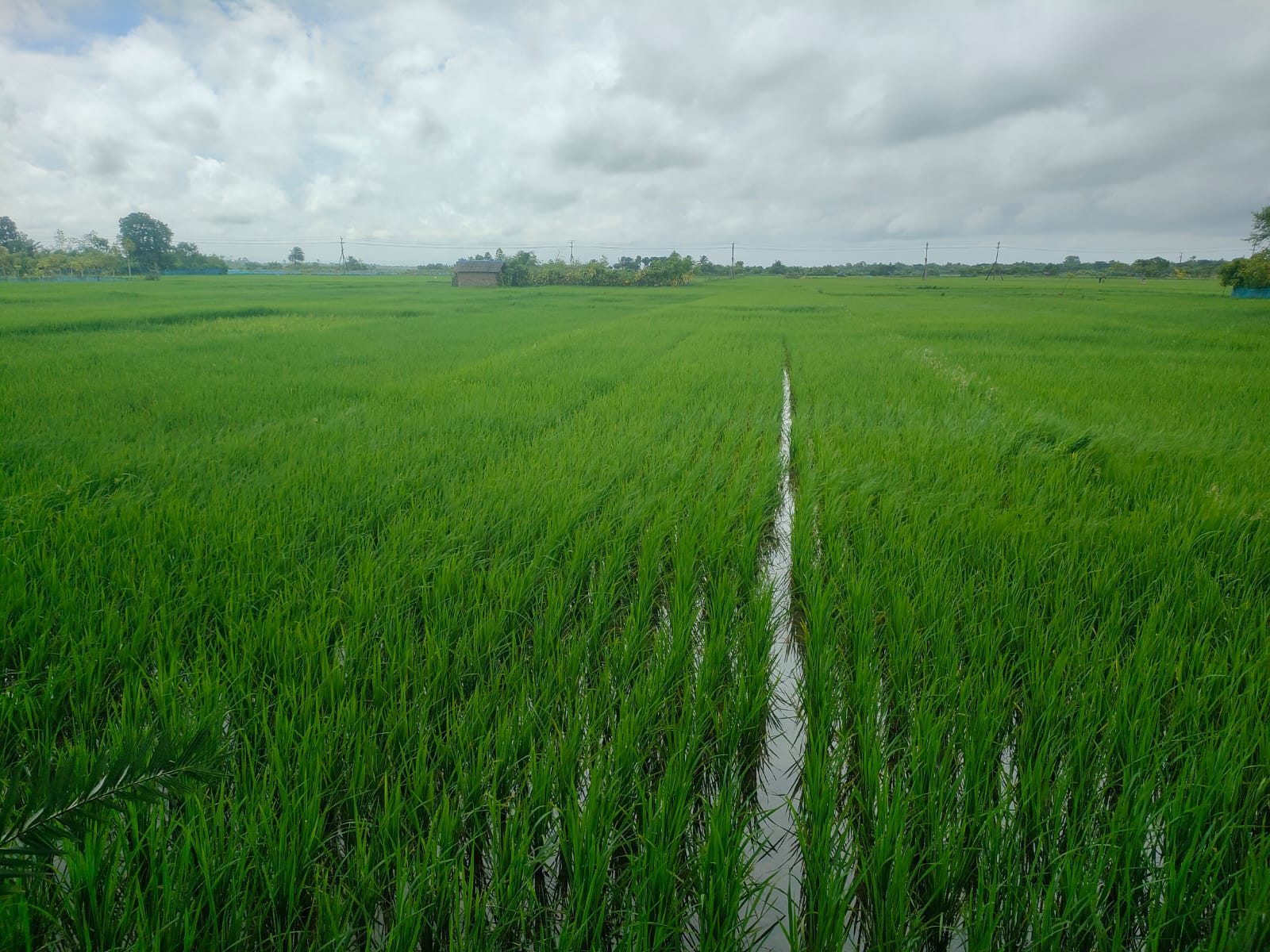 আশাশুনিতে লক্ষ্যমাত্রার চেয়ে বেশি জমিতে ধান ও সবজি চাষ