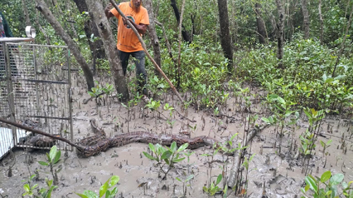 সুন্দরবনের কলাগাছিয়ায় অবমুক্ত করা হলো উদ্ধারকৃত অজগর