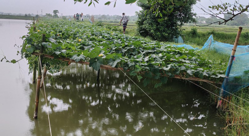 শ্যামনগরে রাতের আঁধারে কৃষকের ৩০০ কুমড়াগাছ কেটে দিল দুর্বৃত্তরা
