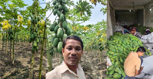 কলারোয়ায় সাড়ে ৫ বিঘা জমিতে পেঁপের বাম্পার ফলন