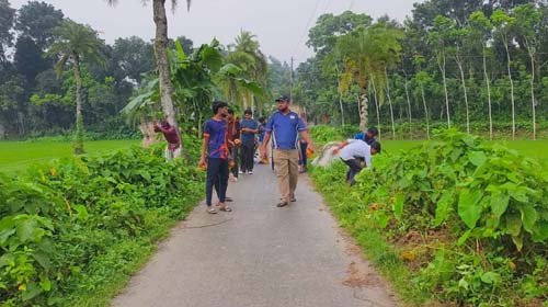 কলারোয়ায় ১০০ কিলোমিটার সড়কে তালবীজ রোপণের উদ্যোগ