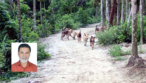 সাতক্ষীরায় কুকুরের উপদ্রব