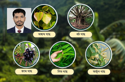 প্রাণ জুড়ানো সবুজ নিঃশ্বাস: বাংলাদেশের শীর্ষ ৫ অক্সিজেনদাতা গাছ