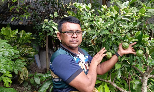 ডোরাকাটা মাল্টা ছাদ বাগান বা টবে চাষ করার জন্য অত্যন্ত জনপ্রিয়