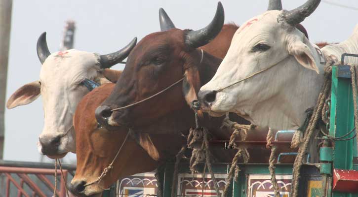 জবেহ ও কুরবানীর নামে মরা গরু খাচ্ছেন না তো?