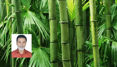 বাঁশ যে শুধু ‘বাঁশ দেওয়া’র জন্য নয়