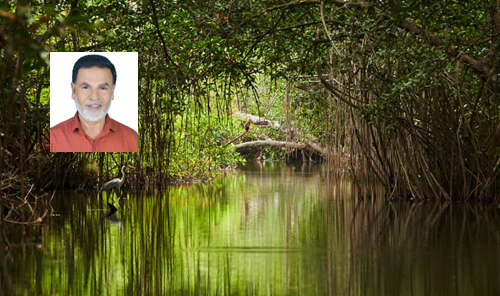 সুন্দরবন: ম্যানগ্রোভের আড়ালে ইতিহাস ও পুরাকীর্তির বিস্ময়