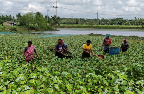 কলারোয়ায় পতিত জমিতে পানিফলের বাম্পার ফলন : ভালো দামে খুশি চাষিরা