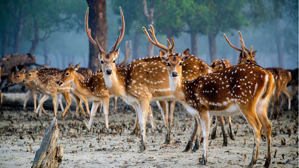 বন্যপ্রাণী দিবস আজ: প্রাণবৈচিত্র্য রক্ষার আহ্বান