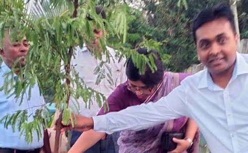 কলারোয়ার খোরদো বাওড়ে গাছের চারা রোপণ করলেন জেলা প্রশাসক