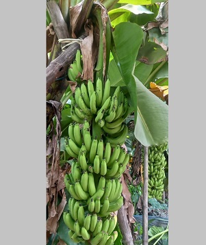 পাইকগাছায় জি-নাইন কলা চাষে সফল নারায়ণ অধিকারী