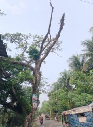 আশাশুনিতে সড়কের ওপর ঝুঁকিপূর্ণ মরা গাছ