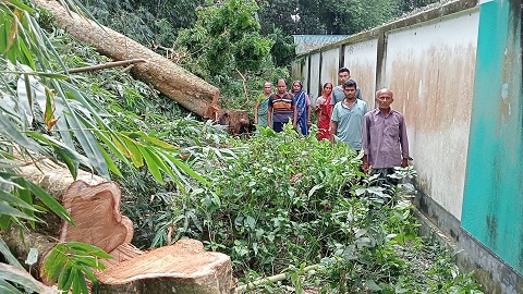 তালার ধানদিয়ায় প্রায় দুই লাখ টাকার গাছ কেটে ফেলার অভিযোগ