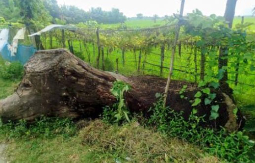 আশাশুনিতে রাস্তার পাশে নষ্ট হচ্ছে সরকারি গাছের গুঁড়ি