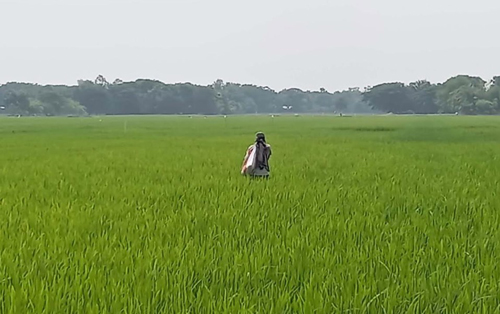 শ্যামনগরে আমন আবাদ লক্ষ্যমাত্রার চেয়ে বেশি অর্জিত