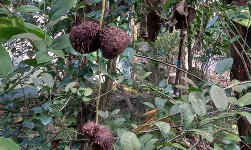 মেটে আলু বা গাছ আলুর দ্বিমুখী ফলনে লাভবান কৃষক