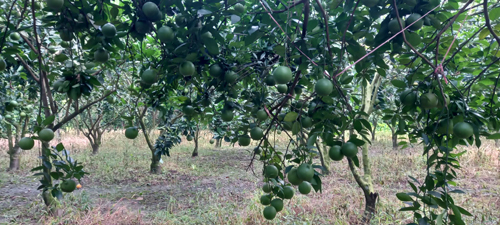 পাইকগাছায় মাল্টা চাষে সফল উদ্যোক্তা জিয়া বিশ্বাস