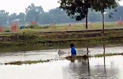দেবহাটা উপজেলা নির্বাহী কর্মকর্তা ও থানার ওসির নির্দেশ অমান্য মন্দিরের ঘেরের মাছ লুট