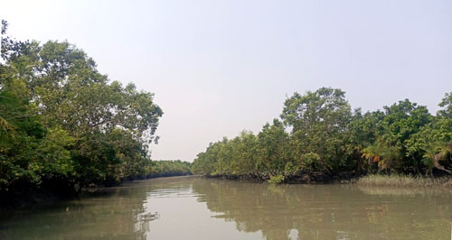 সুন্দরবনে আত্মসমর্পণকারী বনদস্যুদের ফের সক্রিয় হওয়ার অভিযোগ, উদ্বেগে উপকূলবাসী