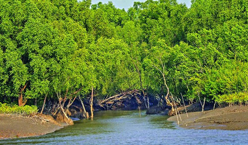 সুন্দরবনের ‘সুন্দরী’ কি হারিয়ে যাবে?