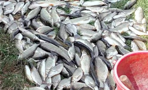 পাটকেলঘাটায় মাছের ঘেরে বিষ প্রয়োগ, ১২ লাখ টাকার ক্ষতির অভিযোগ